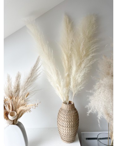 Fleurs de pampas blanchies fluffly