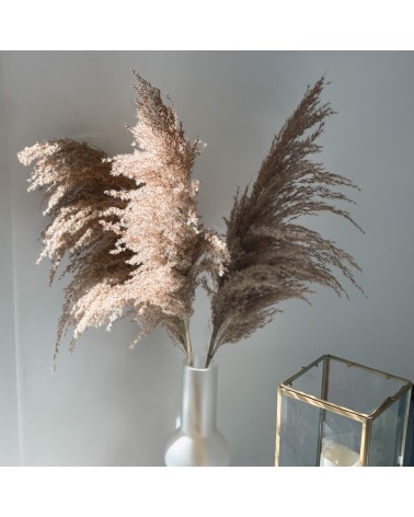 Fleurs de pampas Fluffy brunes